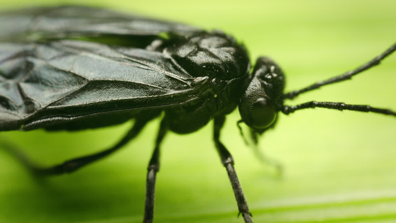 Azalea argid sawfly (Arge similis) resting on leaf, macro closeup, filmed in garden in summer in Scotland
