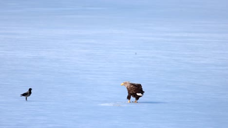 A-sea-eagle-and-a-crow-share-a-meal-out-on-the-ice