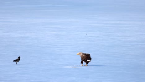 a sea eagle and a crow share a meal out on the ice