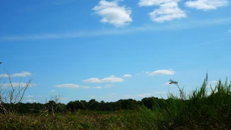 Outdoor-timelapse-of-clouds-with-a-forest-on-the-background