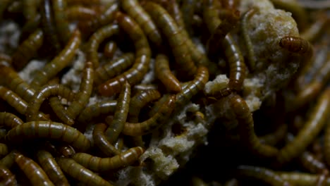 The-Mealworm-is-a-species-of-Darkling-Beetle-used-to-feed-pets-like-fish,-snakes,-birds,-and-frogs