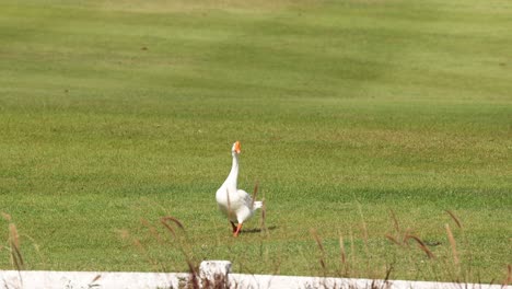 a goose walks calmly across a grassy area.