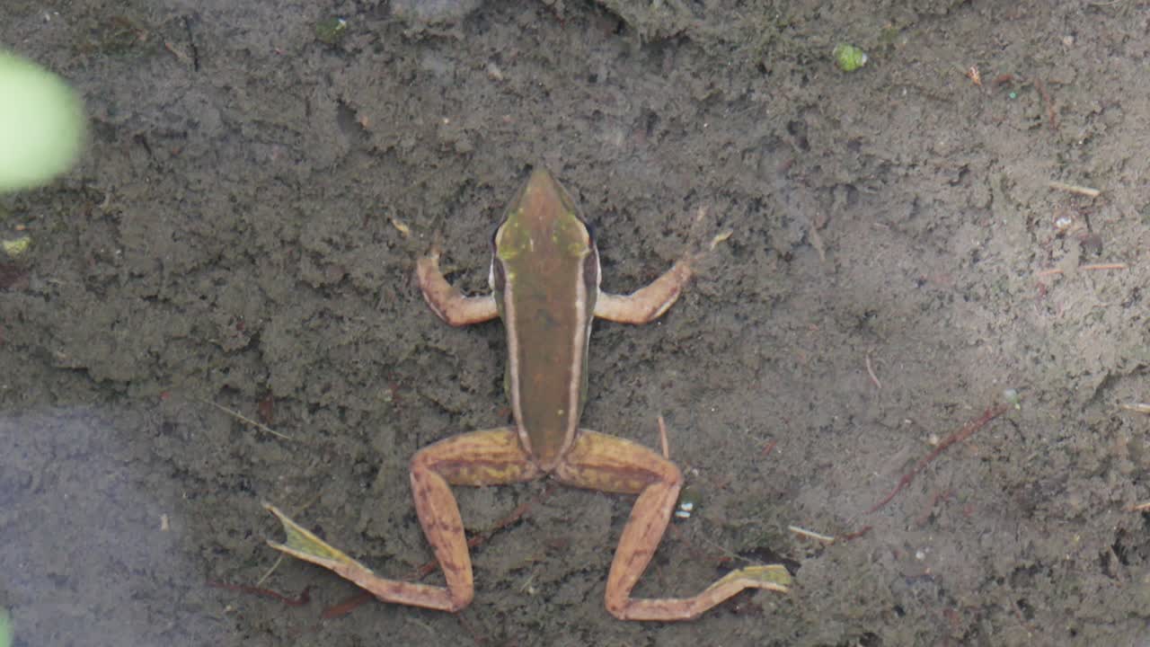 Top View Of Common Green Frog Under Clear Water, Lying On Wet Muddy Ground With Legs Splayed Out. overhead shot