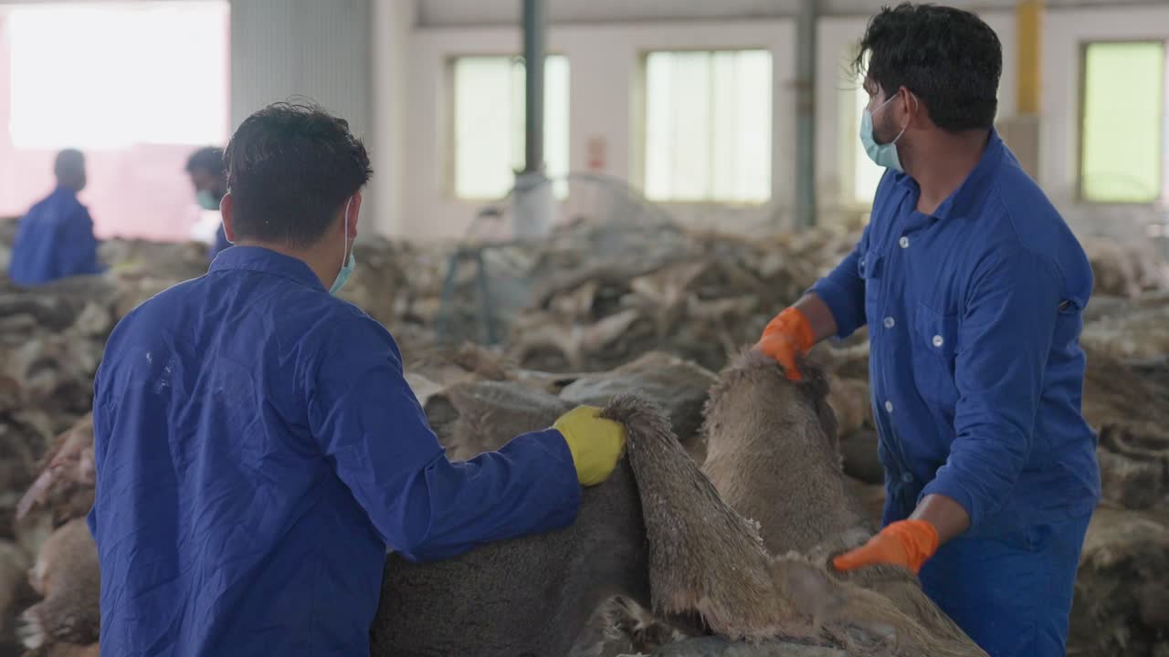Portrait Of Factory Workers Sorting And Organizing Stock Of Animal Hides For A Textile Plant.