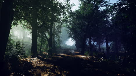 mysterious forest path