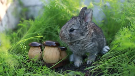 cute little rabbits on green grass, white little rabbit