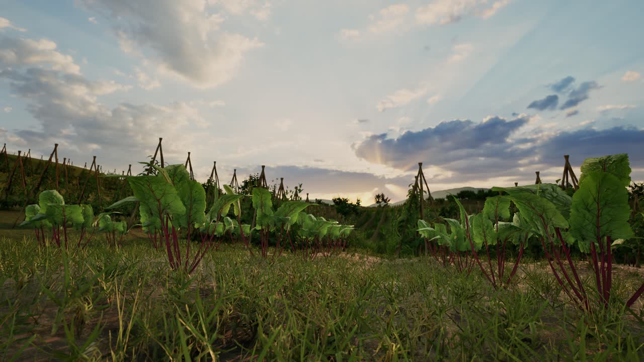 Grass And Fresh Green Leaves Of Beetroot In The Garden