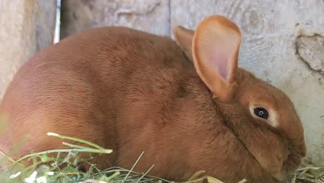 brown rabbit resting