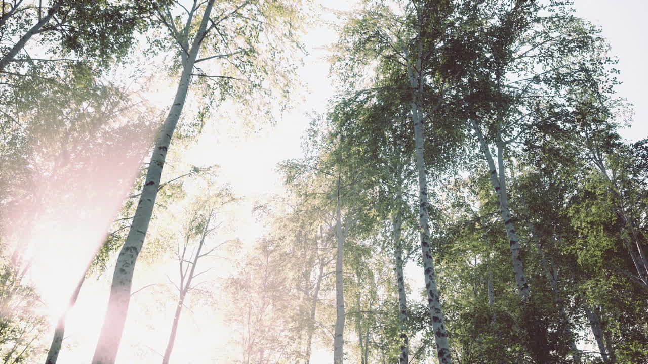 bosque de abedules verdes al atardecer