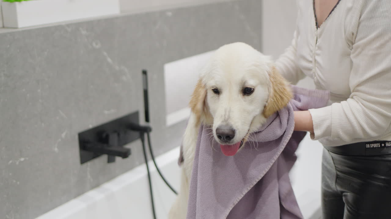 mujer secando un golden retriever después de un baño