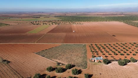 drone view of crop field with olive trees and withered vineyard on a sunny day with red ground