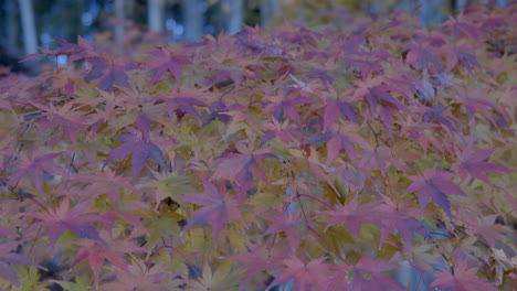 a typical japanese garden in a buddhist temple where you can see a beautiful bamboo forest surrounded by japanese maples