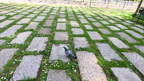 pigeon walking in a milan park