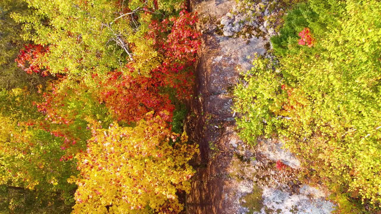 Aerial top view down through magical autumn forest trees, with bright colorful foliage, on a sunny evening