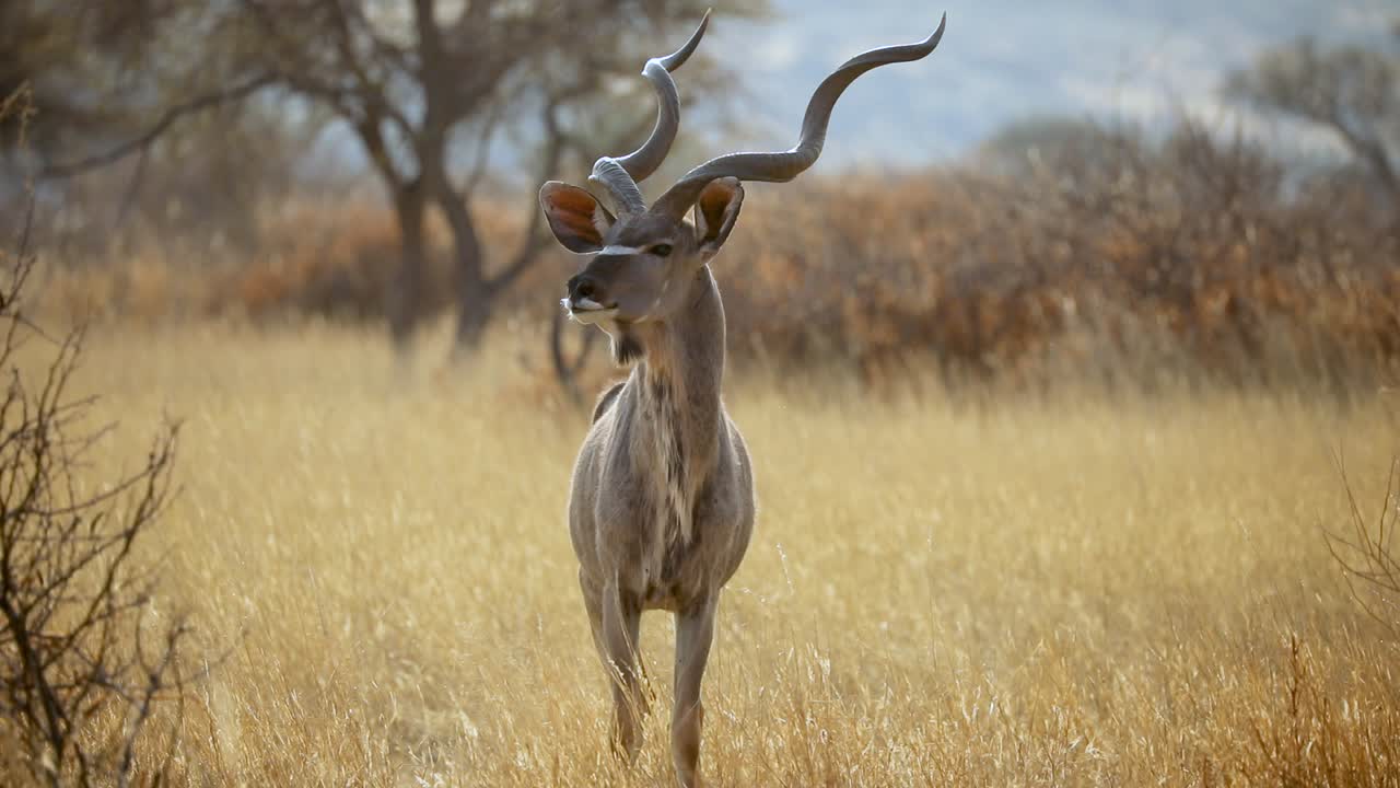 kudu aislado en namibia, áfrica