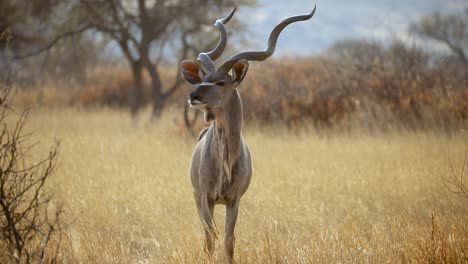 Sehr-Isoliert-In-Namibia,-Afrika