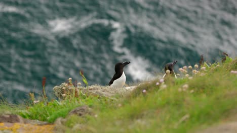 a pair of razorbills sit on the edge of a beautiful cliff with each other in a seabird colony with turquoise ocean swell in the background on handa island, scotland