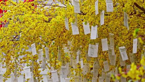 several lucky money envelopes hanging on a yellow apricot blossom