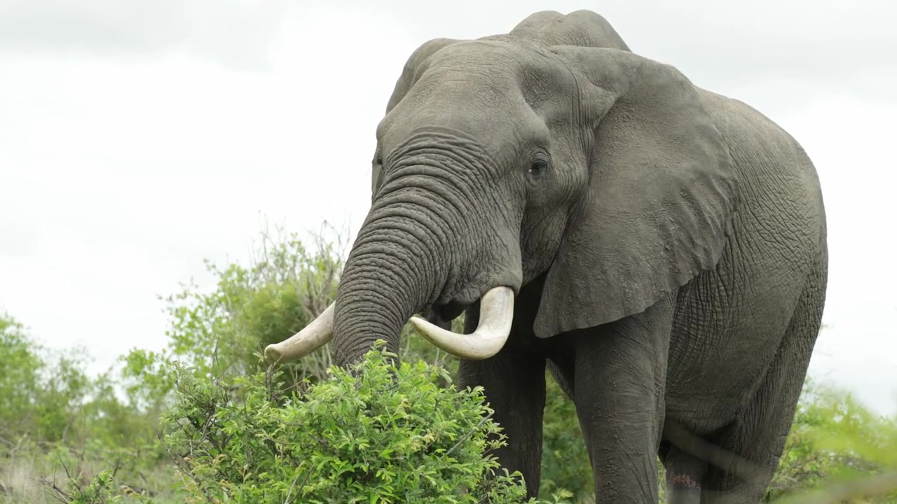 Mellembillede af en afrikansk elefanttyr, der æder af en frodig grøn busk og blade på en blæsende dag i Kruger Nationalpark.