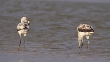 池にいる2羽のチリフラミンゴの幼鳥と1羽が餌を探している