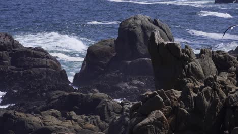 seabirds flying over the rocky coast with breaking waves at summer in concon, chile