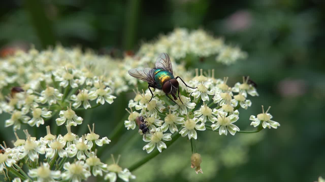 Mosca domestica su una pianta bianca di Chaerophyllum aureum