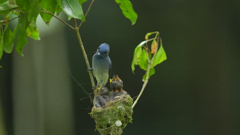 la madre y el padre del pájaro monarca de nariz negra vienen a dar comida a su vez a los niños en el nido