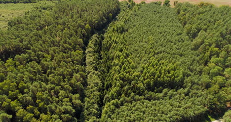Aerial View Of Forest Woods 6
