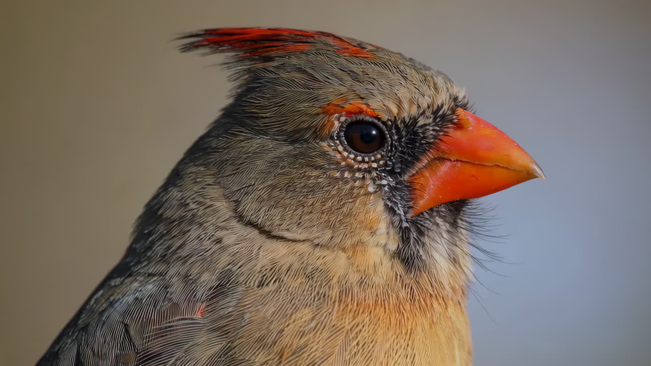 Close-up of a Female Cardinal