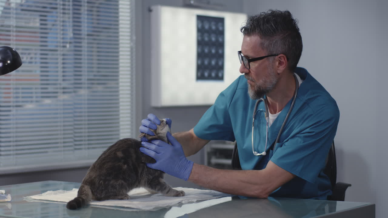 Veterinarian examining a cat