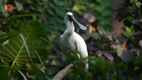 Especie-De-Ave-Zancuda-En-Peligro-De-Extinción-Espátula-De-Cara-Negra-Platalea-Minor