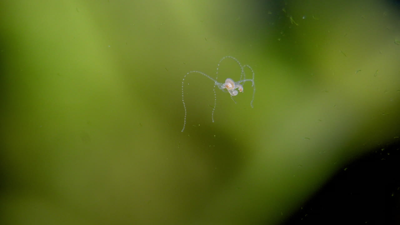 히드라 원생생물이 촉수를 구부립니다.