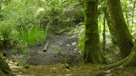 Seitliche-Kamerafahrt-Durch-Naturwald-Mit-Pfad-Mit-Grünen-Blättern-Und-Büschen