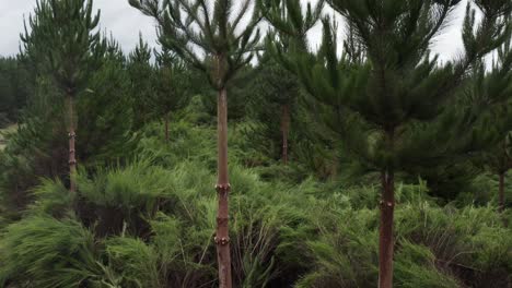 pruned young pine trees in evergreen planted forest in new zealand, aerial