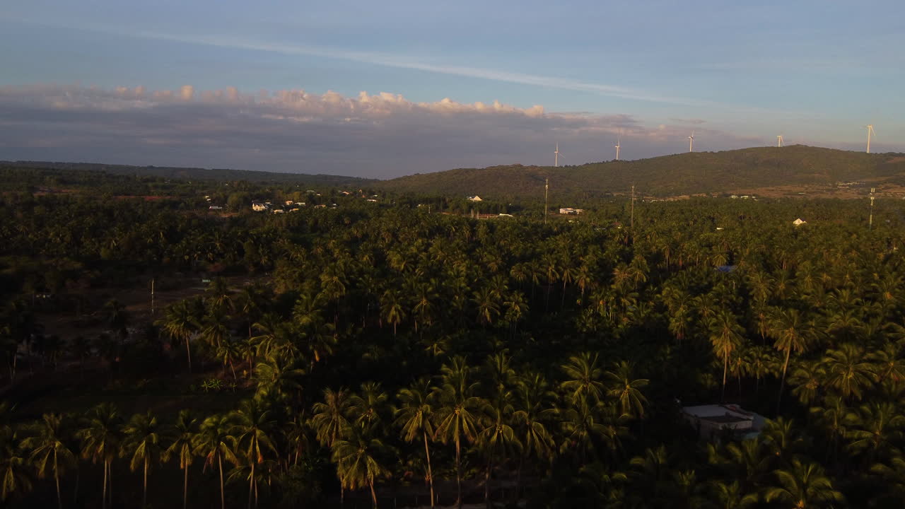 석양의 지평선까지 뻗어 있는 야자수 정글의 공중 촬영