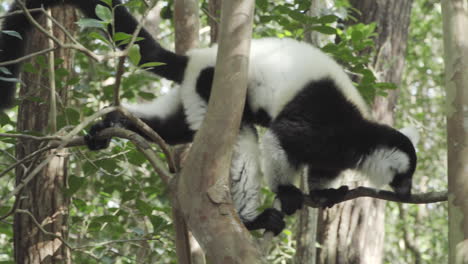 Ruffed-black-and-white-Vari-holds-on-to-a-horizontal-branch,-moves-forward-carefully-observing-surroundings