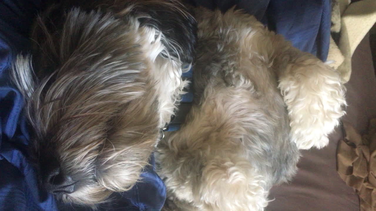 나파니 온타리오 캐나다 라운지에서 자고 있는 작은 코카푸 강아지의 수직