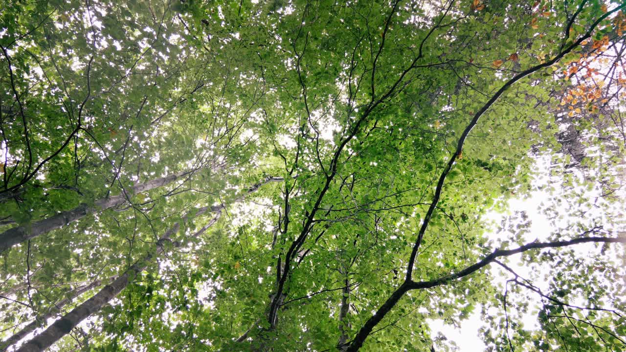 Beech forest with raindrops falling on the camera that is slowly rotating