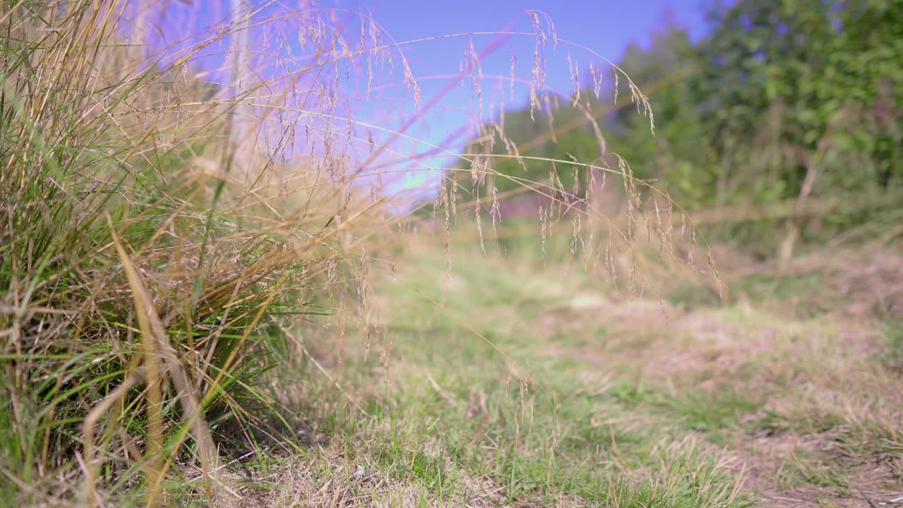 Cinematic shot of a hiker walking on a grassy path