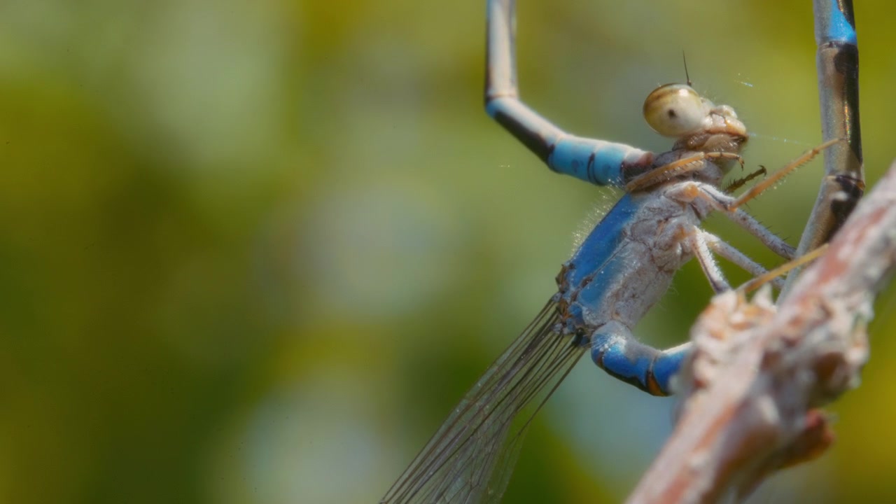 Libellula blu in accoppiamento