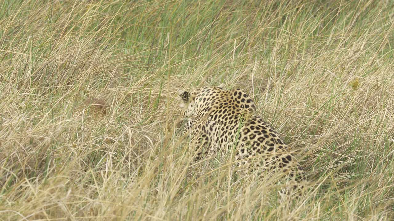 Leopar yüksek otlarda avıyla ilgilenirken, bir yırtıcı tarafından yakalanmış başarılı bir lechwe avı.