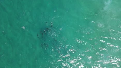 imágenes aéreas de drones de arriba hacia abajo de una manada de delfines relajándose en las claras aguas turquesas de albany, australia occidental