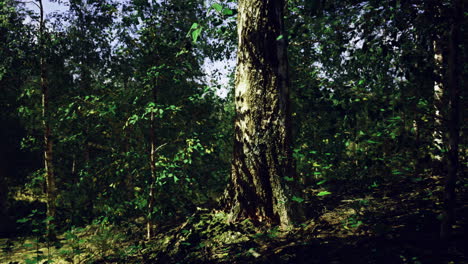 exploring the tranquility of a sunlit forest during the afternoon