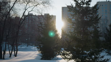 Green sun flare glows brightly between high rise buildings as snowflakes fall gently on snow covered ground surrounded by pine trees and bare branches under soft winter sky in calm urban setting