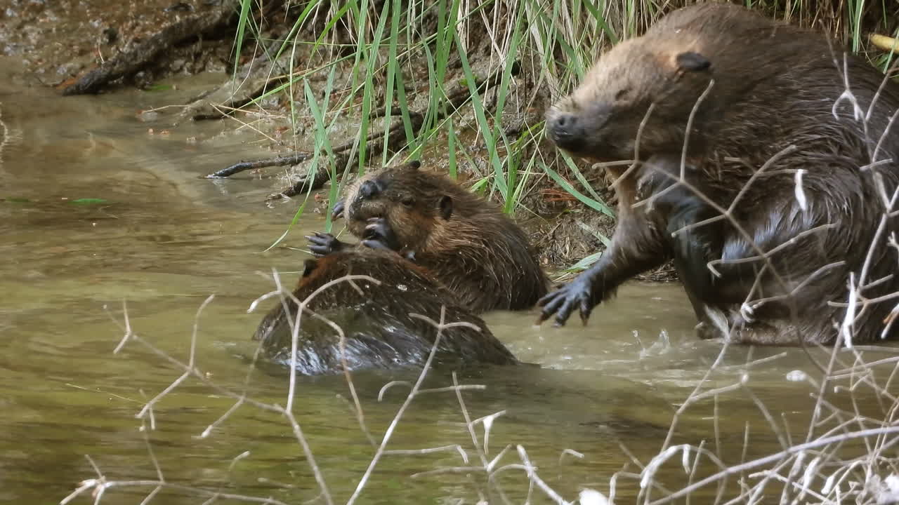 A family of North American Beaver, castor canadensis, grooming and cleaning in the water near the shore at famous beaver pond trail at Algonquin Provincial Park, Ontario, Canada