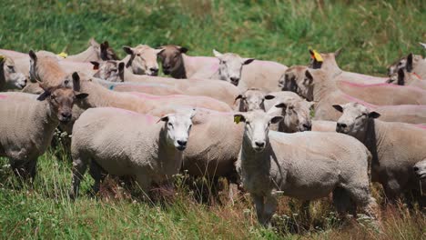 rebaño ansioso de ovejas blancas afeitadas en tierras de cultivo de hierba