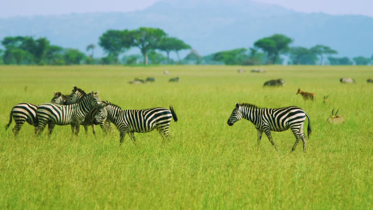 Mandria di zebre in una classica vista panoramica del paradiso africano con paesaggio verdeggiante e montagne.