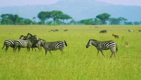 Herd-of-Zebra-in-classic-African-paradise-vista-with-green-landscape-with-mountains