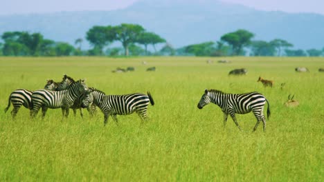 manada de cebras en el clásico paraíso africano vista con paisaje verde con montañas