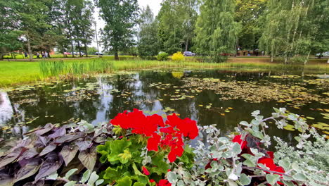 bright red flowers next to pond with water lillies flowers plants, nature forest